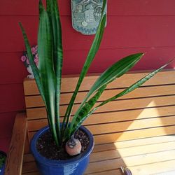  BEUTIFULL PLANT 😍 POT CERAMIC