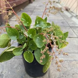 Chinese Money Plants