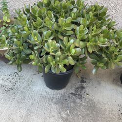 𝕊𝕦𝕔𝕔𝕦𝕝𝕖𝕟𝕥 𝕡𝕝𝕒𝕟𝕥 