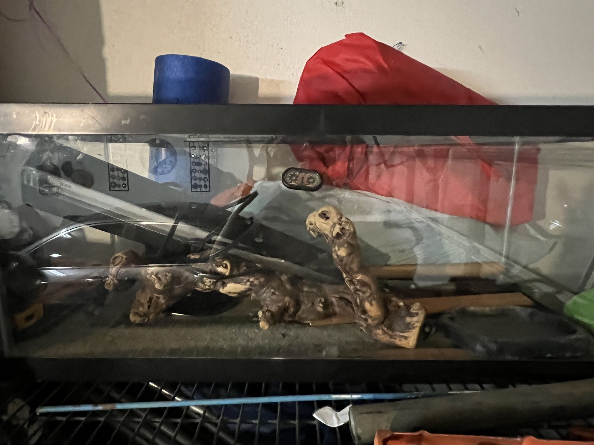 Reptile Set Up