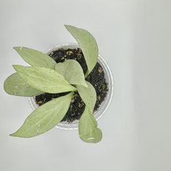 Hoya New Guinea Ghost