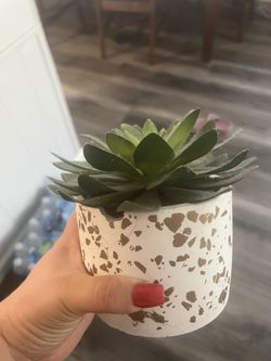 Plant 