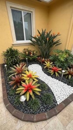 Bromeliads