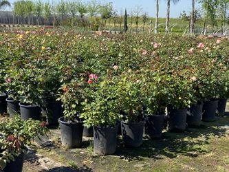 Roses Bush  And Patio Tree For Sale /////Rosales En Venta 