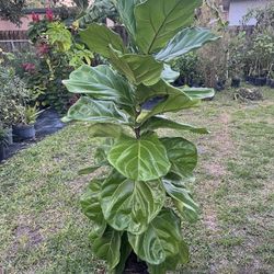FIDDLE FIG LEAF (6” Pot) Enhance the Aesthetic appeal of Interior and Improve Quality of Indoor Air. 