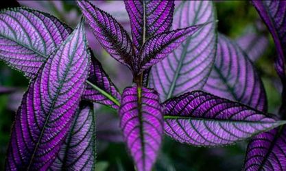 Persian Shield Live Plant