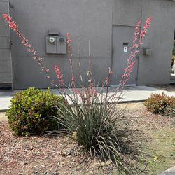 3 Yucca Plants