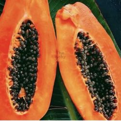 Mexican Papaya Trees 3F The Tall $35 Each Price Firm