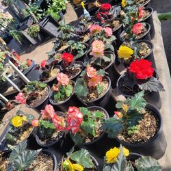 Begonia Doublet