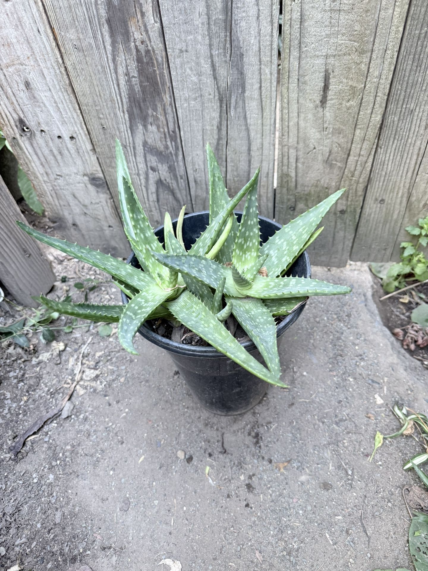 Aloe Vera Plant Sávila
