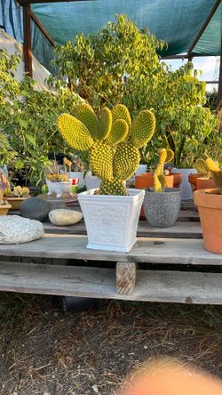 Bunny Ear plant
