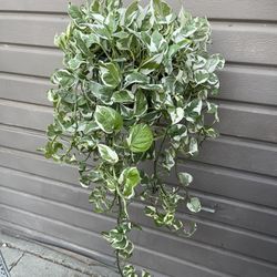 8” enjoy pothos 