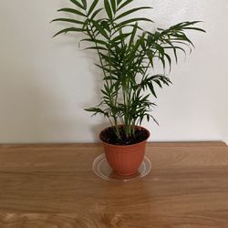 Chamaedorea Elegant Plant 