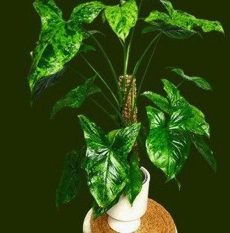 Rare Syngonium Emerald Global Green Plant/ Indoor Plant/ House Plant Flower Patio Garden 