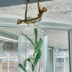 Hanging Plant Decor 