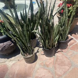 Snake Plants 