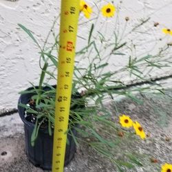 Tickseed "Coreopsis"