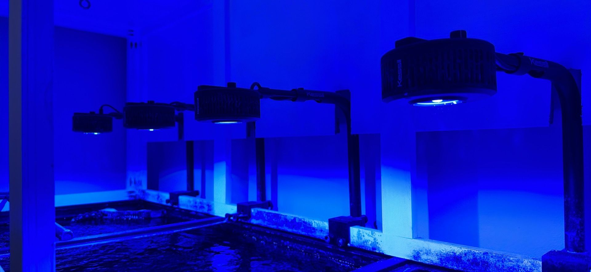 Kessil A360x Tina Blue 