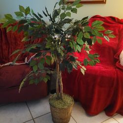 Artificial Ficus Tree 