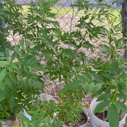 Esperazas $15.00 Cada Una 