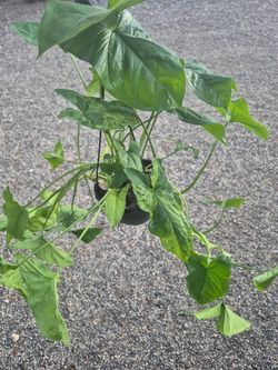 Syngonium Plant 6" Pot 