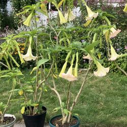 Angels Trumpet (Brugmansia) 4 To 5 Foot Pla,nts