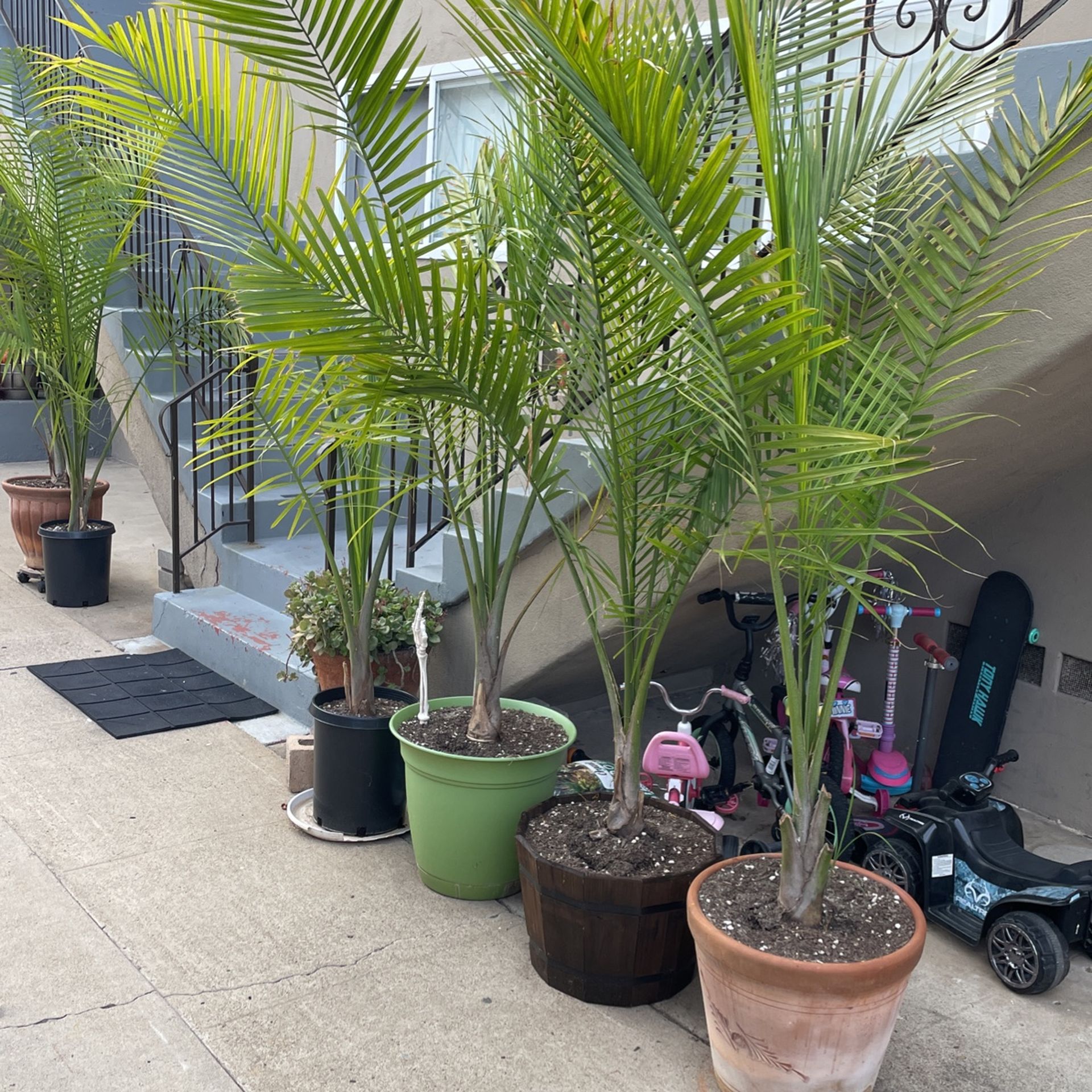 Variety Of Palm Trees All 7-9 Ft Tall.