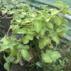 Planta De Orégano Orejón 