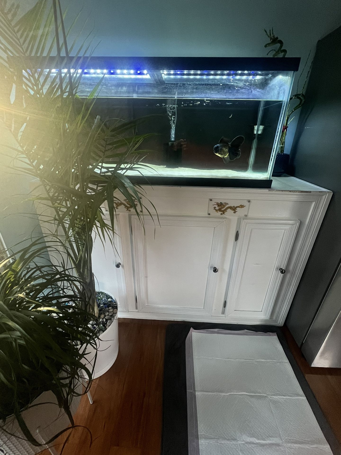 1 Year Old Fish Tank Stand And Fish Included Local In Virgina