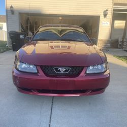 mustang 