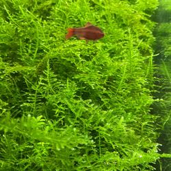 Christmas moss
