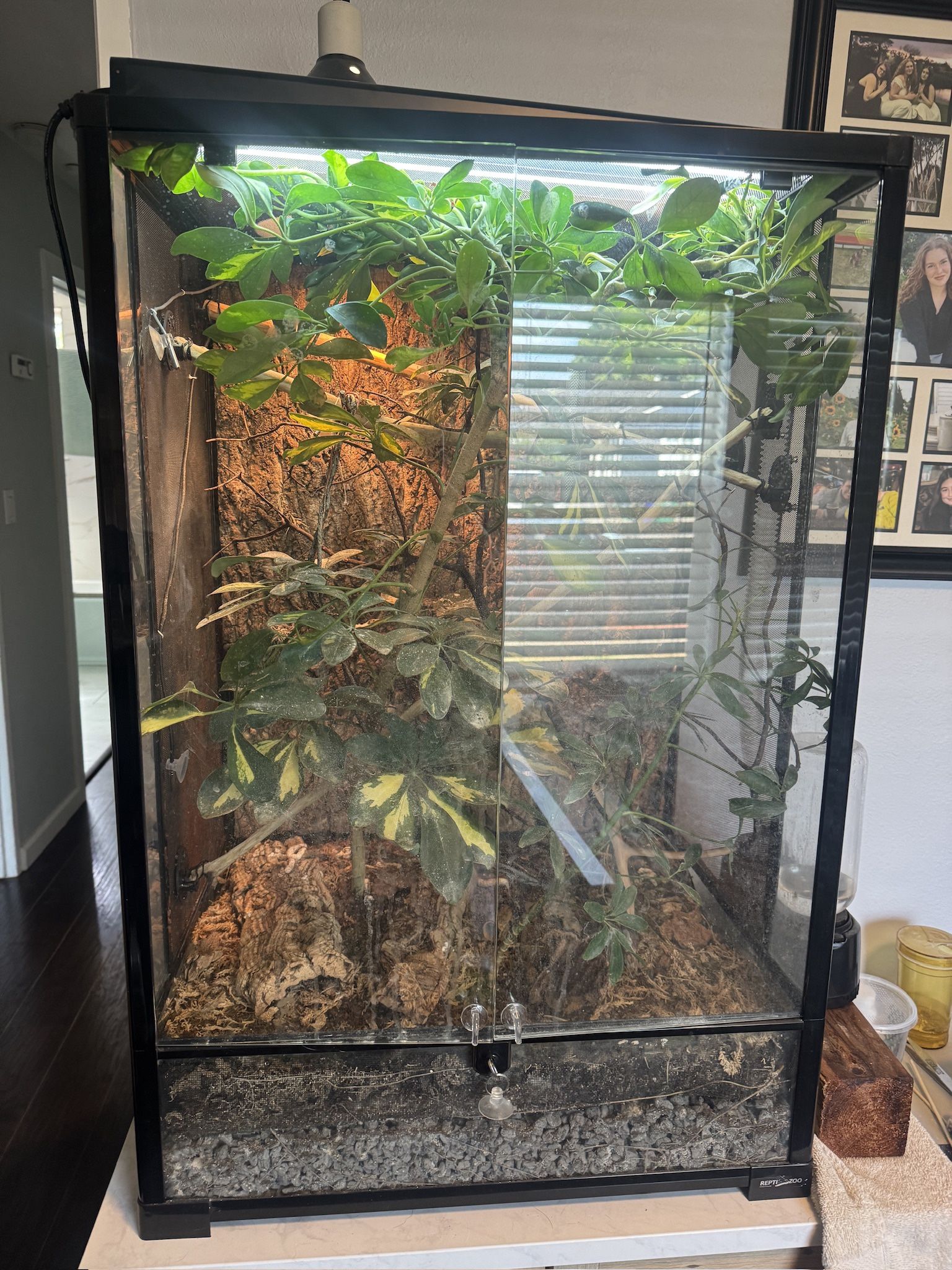Bioactive Enclosure 
