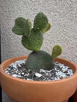 Opuntia Bunny Ear Cactus plant