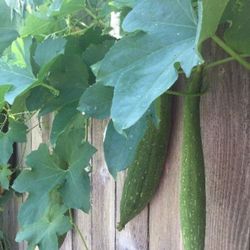 3X Luffa Seedling Plants 6in Also Sponse Mellon