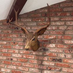 Antlers Taxidermy Deer Head