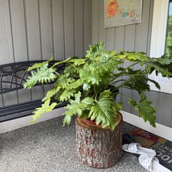 Philodendron Selloum Shangri La Live Plant with pots