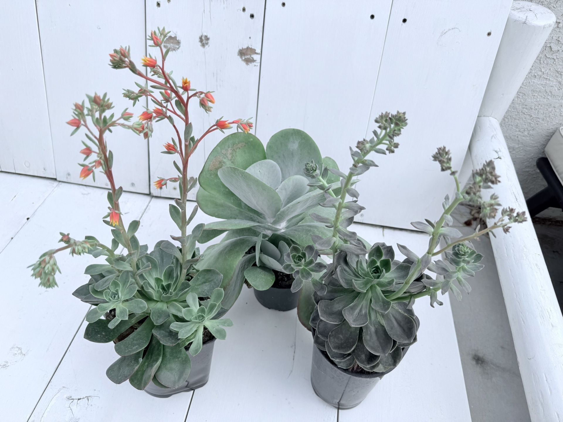 ♥️Beautiful Healthy Succulent🙏PLS READ DESCRIPTION 