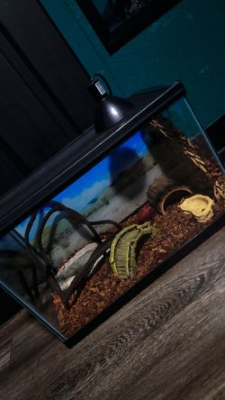 10 gallon reptile tank enclosure habitat