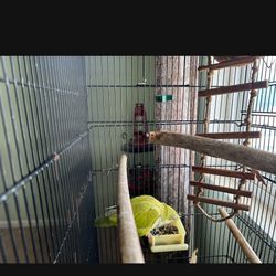 Bird Cage
