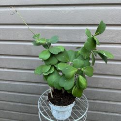 6” hoya kerrii