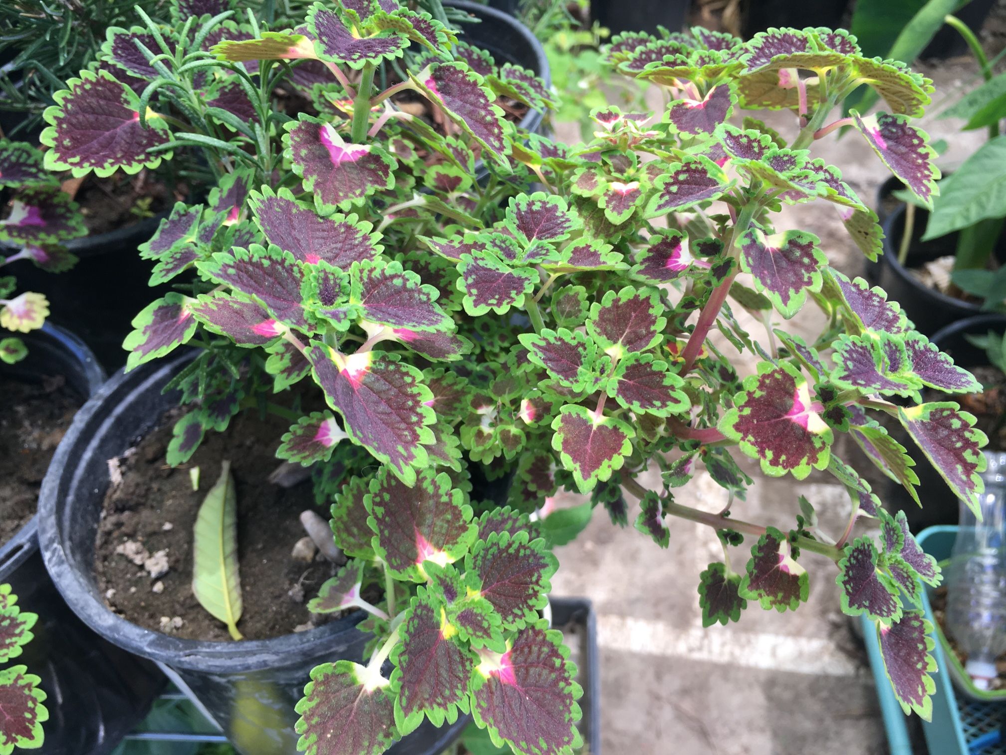 Beautiful Flower In One Gallon Pot