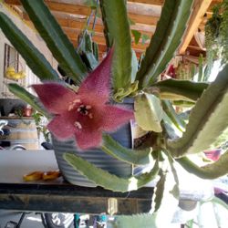 Estapelia 
