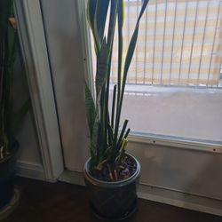 Snake Plant 2.5 Ft Tall