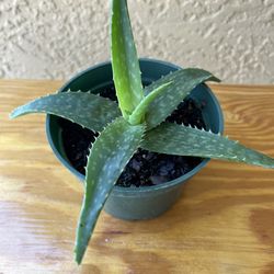 Aloe Vera Plant 🪴 