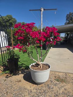 $265 Old Bougainvillea🌿
