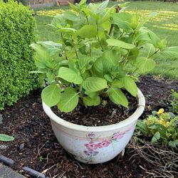 Potted Hydrangea Plant 