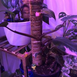 Pink Princess Philodendron Plant 