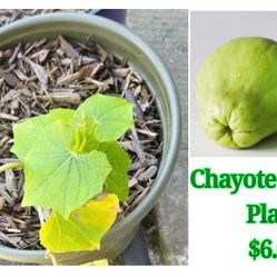 Chayote Squash plant
