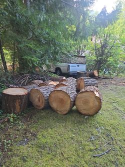 Free firewood rounds