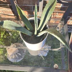 Agava Succulent
